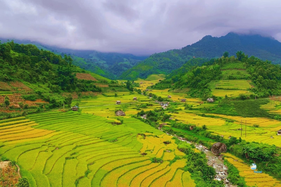 Golden rice terraces in Sapa Vietnam – Auasia Travel